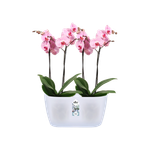 brussels orchidee duo 25cm transparant